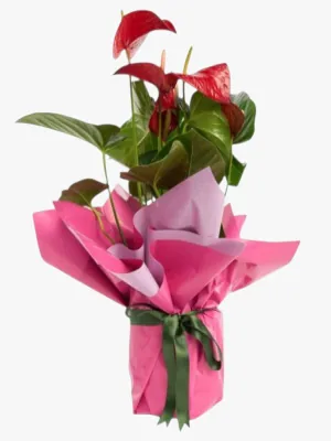 Red Roses 13 Bouquet