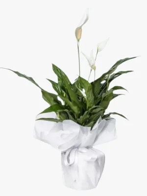 Kalanchoe Bitkisi Seramik Saksılı