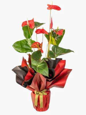 Red Hot Antoryum
