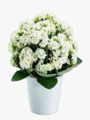 Kalanchoe Bitkisi Seramik Saksılı