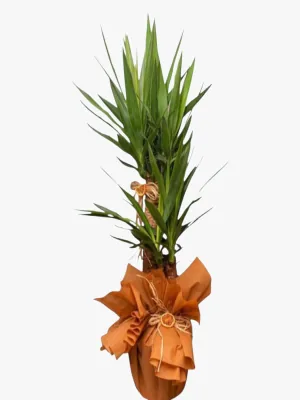 Yucca 2 Köklü
