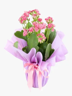 Pembe Kalanchoe Çiçeği