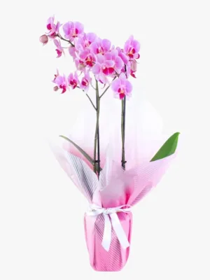 Kırçıllı Pembe Orkide Aranjmanı Multi Midi Çift Dallı